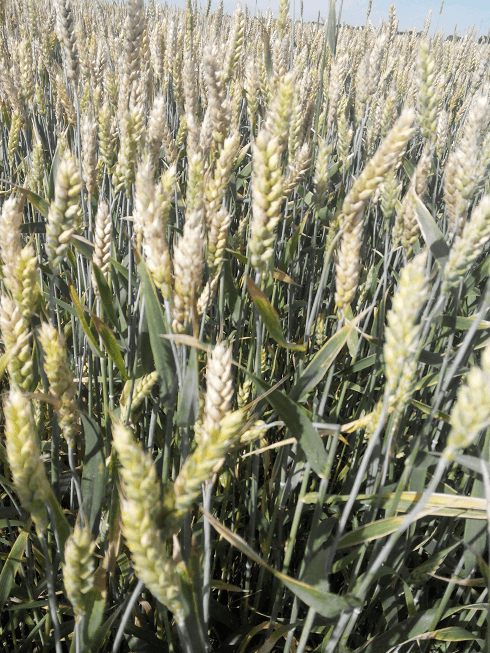 Фитосанитарная справка о состоянии посевов озимой пшеницы